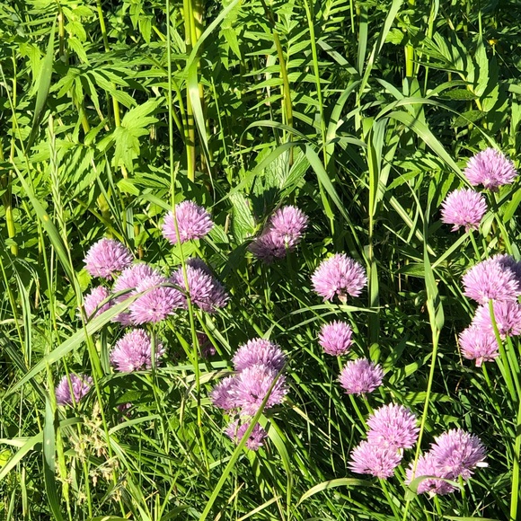 Scammer will be reported and blocked. - Picture 1 of 1